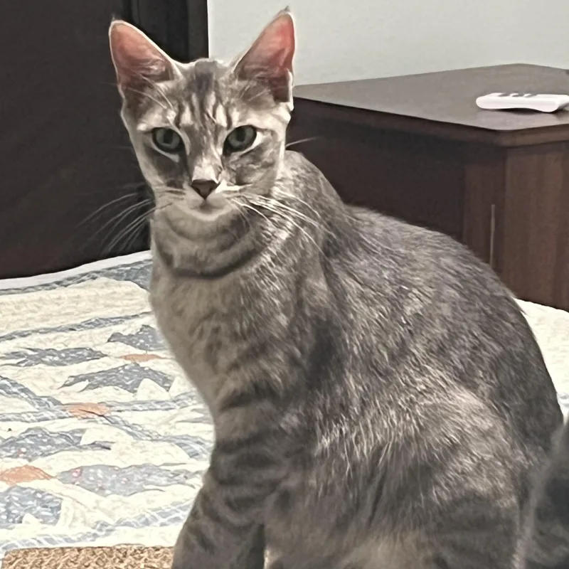 A young medium-sized female Tabby (Gray / Blue / Silver) Domestic Short Hair cat named Queen Carol for adoption in Bentonville, AR