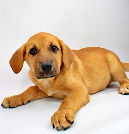 A baby large-sized male Golden Retriever dog named Ricky for adoption in Morton Grove, IL