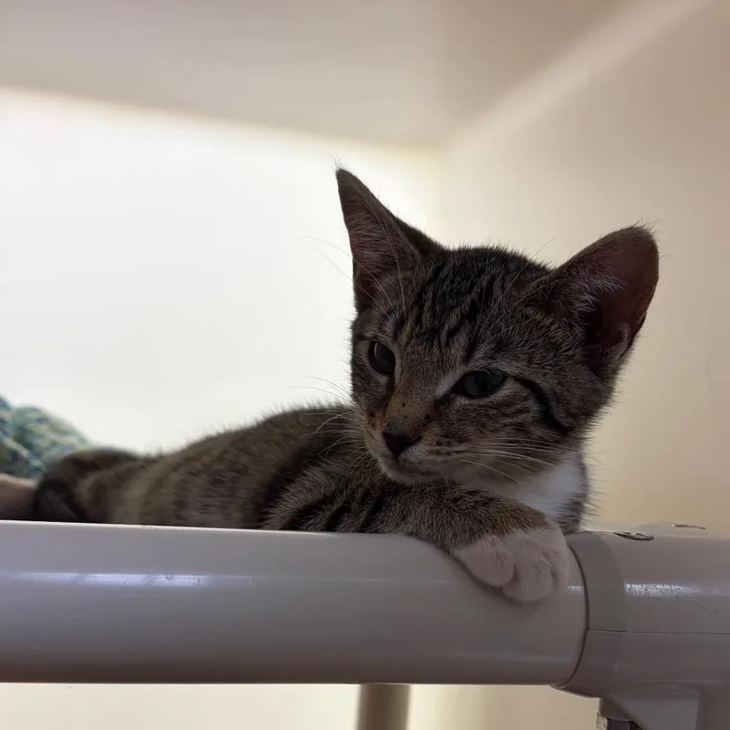 A baby small-sized female Brown / Chocolate Domestic Short Hair cat named Chirp for adoption in Harrisonburg, VA