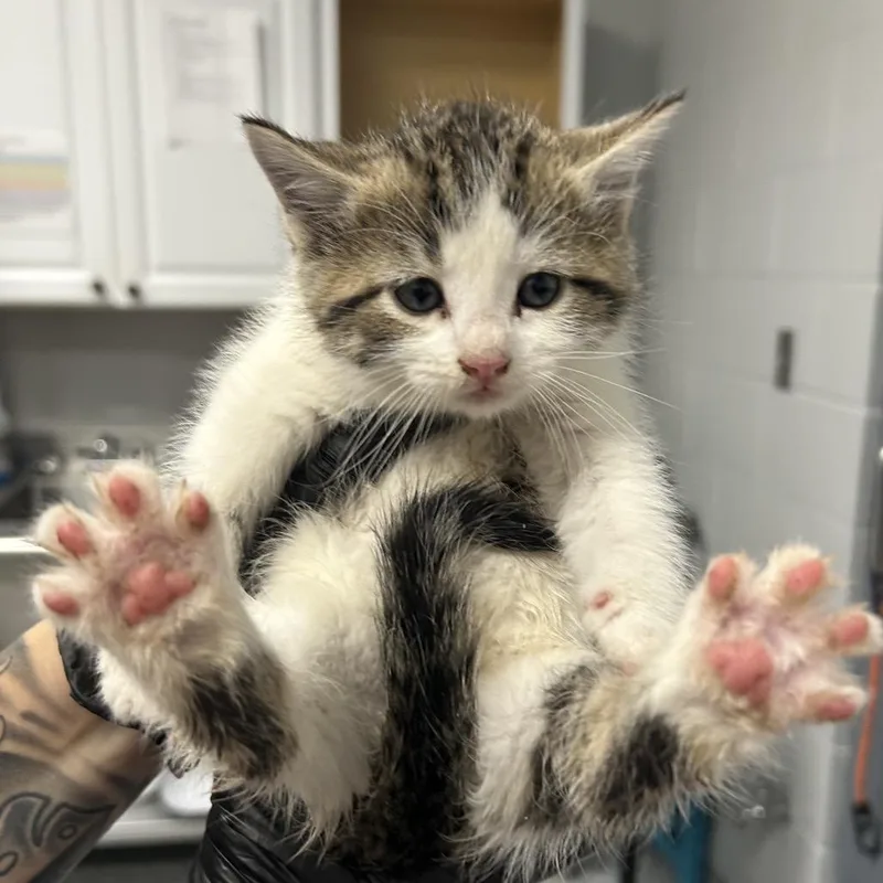 A baby small-sized male Domestic Medium Hair cat named Sarcoline for adoption in Greenville, SC