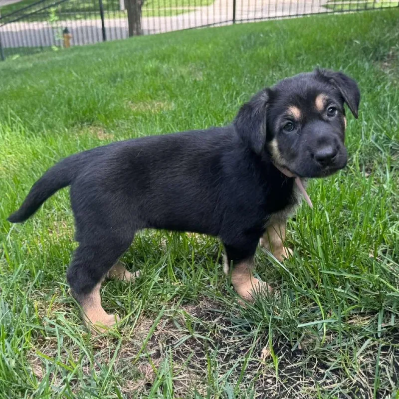A baby large-sized female Black German Shepherd Dog dog named Babbling Brooke for adoption in Olathe, KS