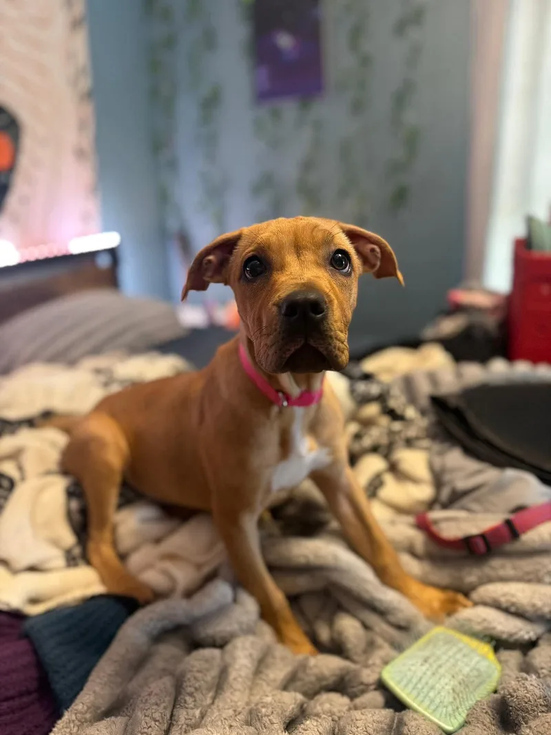 A baby medium-sized female Yellow / Tan / Blond / Fawn Boxer dog named Delilah for adoption in Salamanca, NY