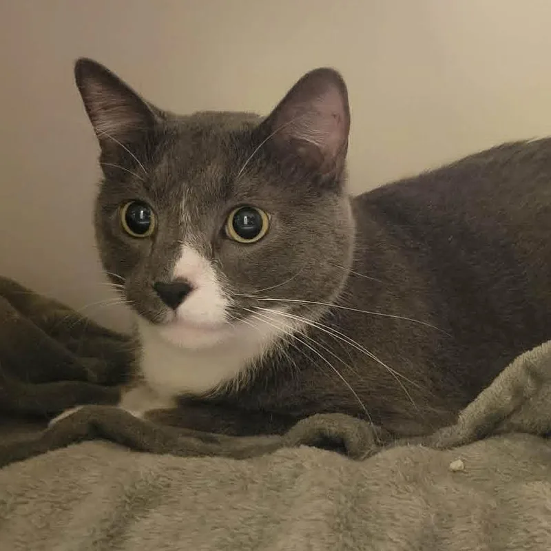 Mylo