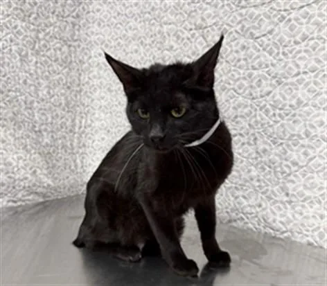 A young small-sized female Domestic Short Hair cat named Bella for adoption in Agoura, CA
