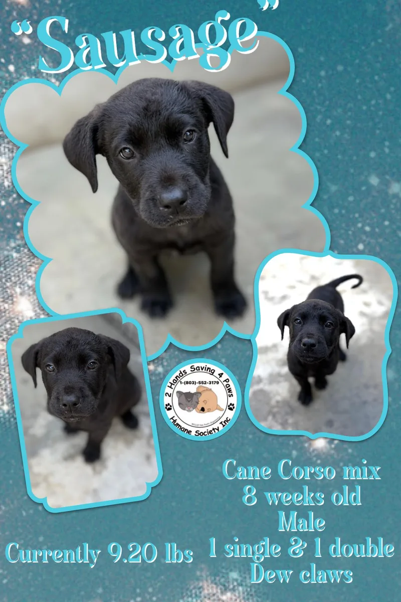 A baby large-sized male Cane Corso dog named Sausage for adoption in Thomson , GA