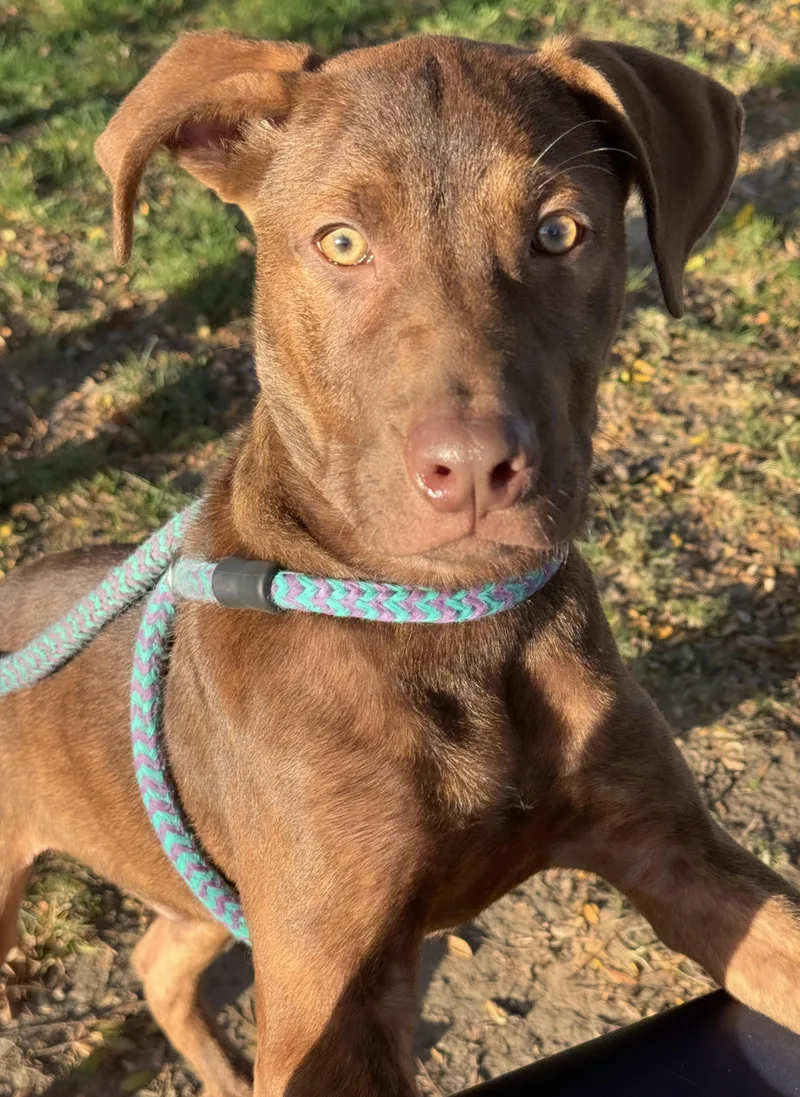 A baby medium-sized male Labrador Retriever dog named Dexter for adoption in Anderson, IN