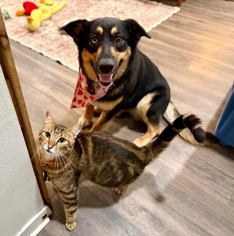 An adult medium-sized female Tricolor (Brown, Black, & White) German Shepherd Dog dog named Tamera Honey The Sweetest for adoption in Friendswood, TX