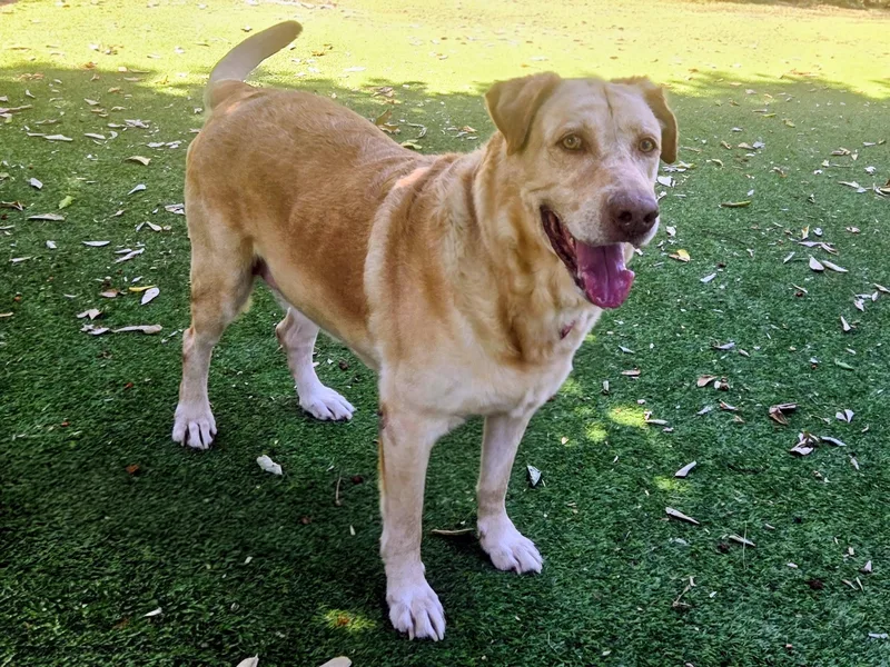 An adult medium-sized male Mixed Breed dog named Marley for adoption in Van Nuys, CA