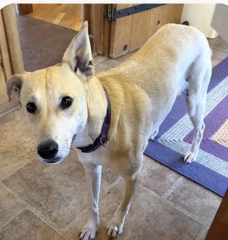 A young medium-sized female Yellow / Tan / Blond / Fawn Australian Shepherd dog named Dixie for adoption in Louisburg, KS