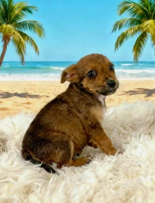 A baby small-sized female Brown / Chocolate Chihuahua dog named LaLa for adoption in Tehachapi, CA