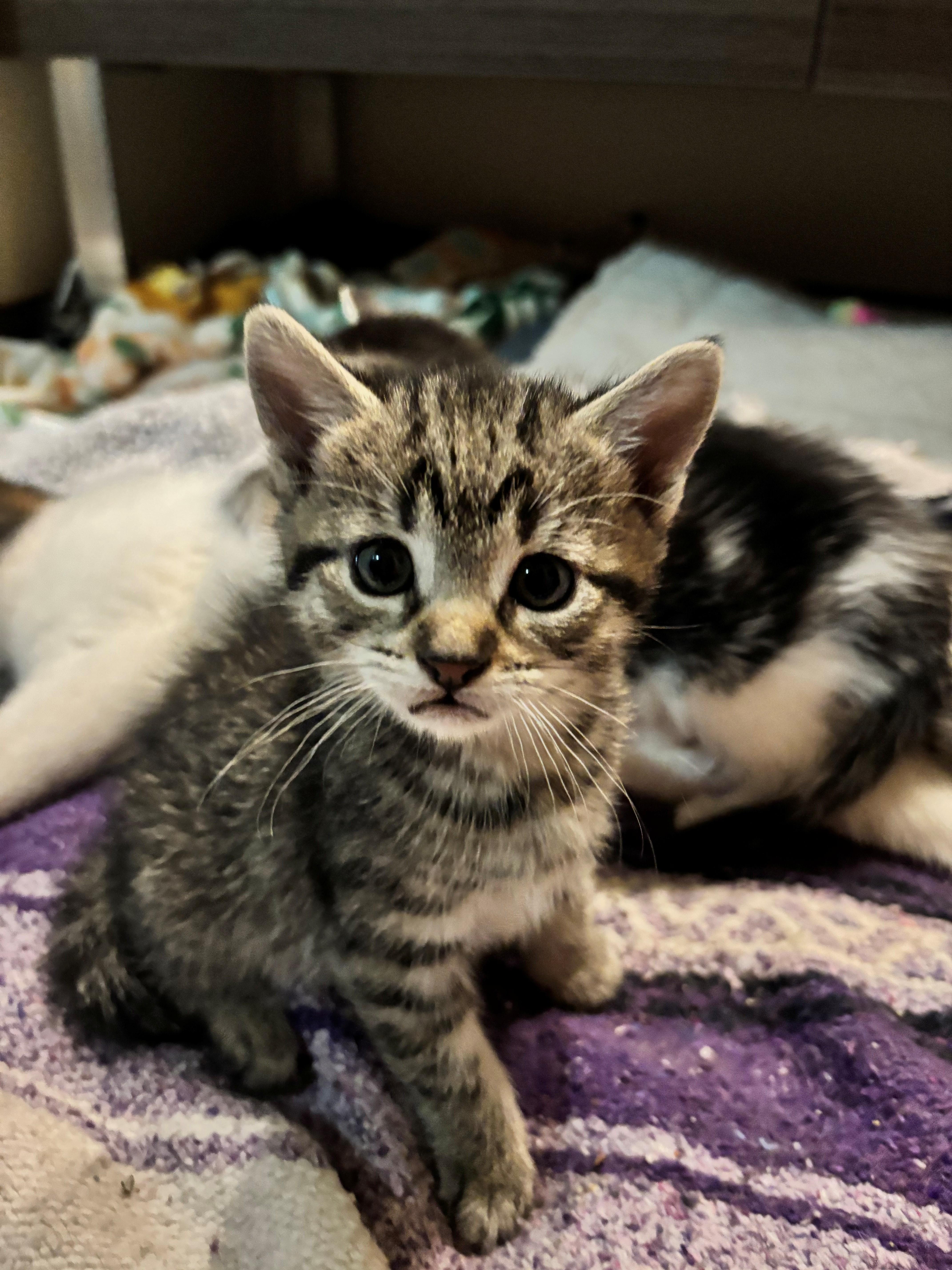 A baby medium-sized male Tabby (Brown / Chocolate) Domestic Short Hair cat named Travolta for adoption in Hudson, NY