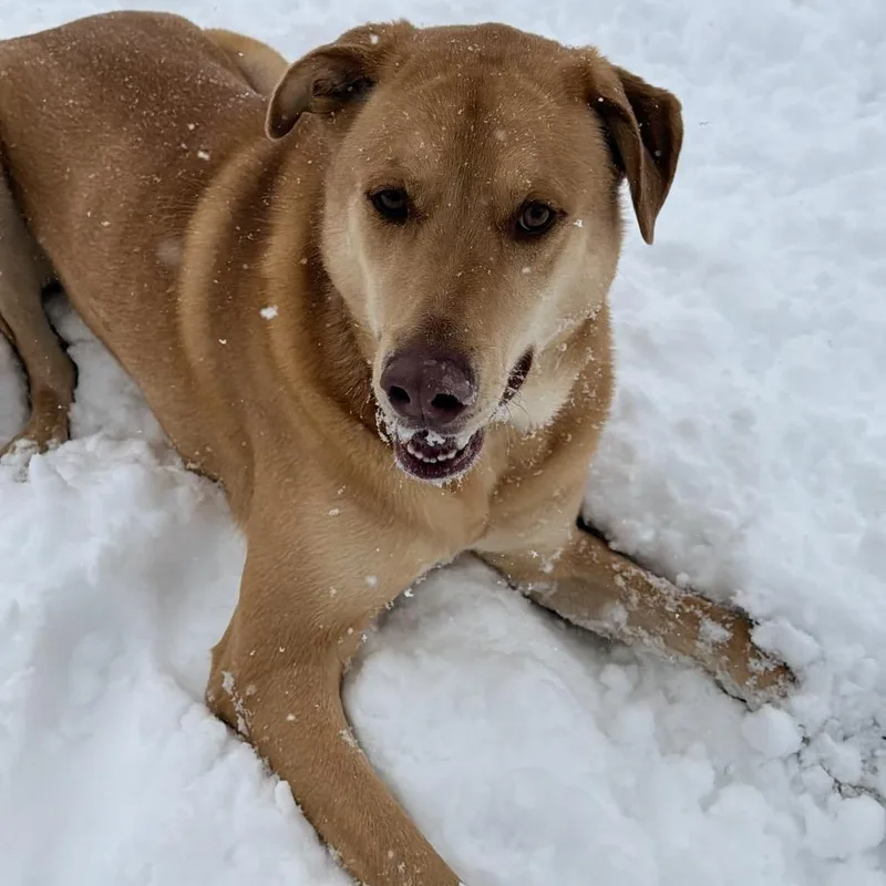 An adult large-sized male Yellow / Tan / Blond / Fawn Mixed Breed dog named Jordyjoey for adoption in Wappingers Falls, NY