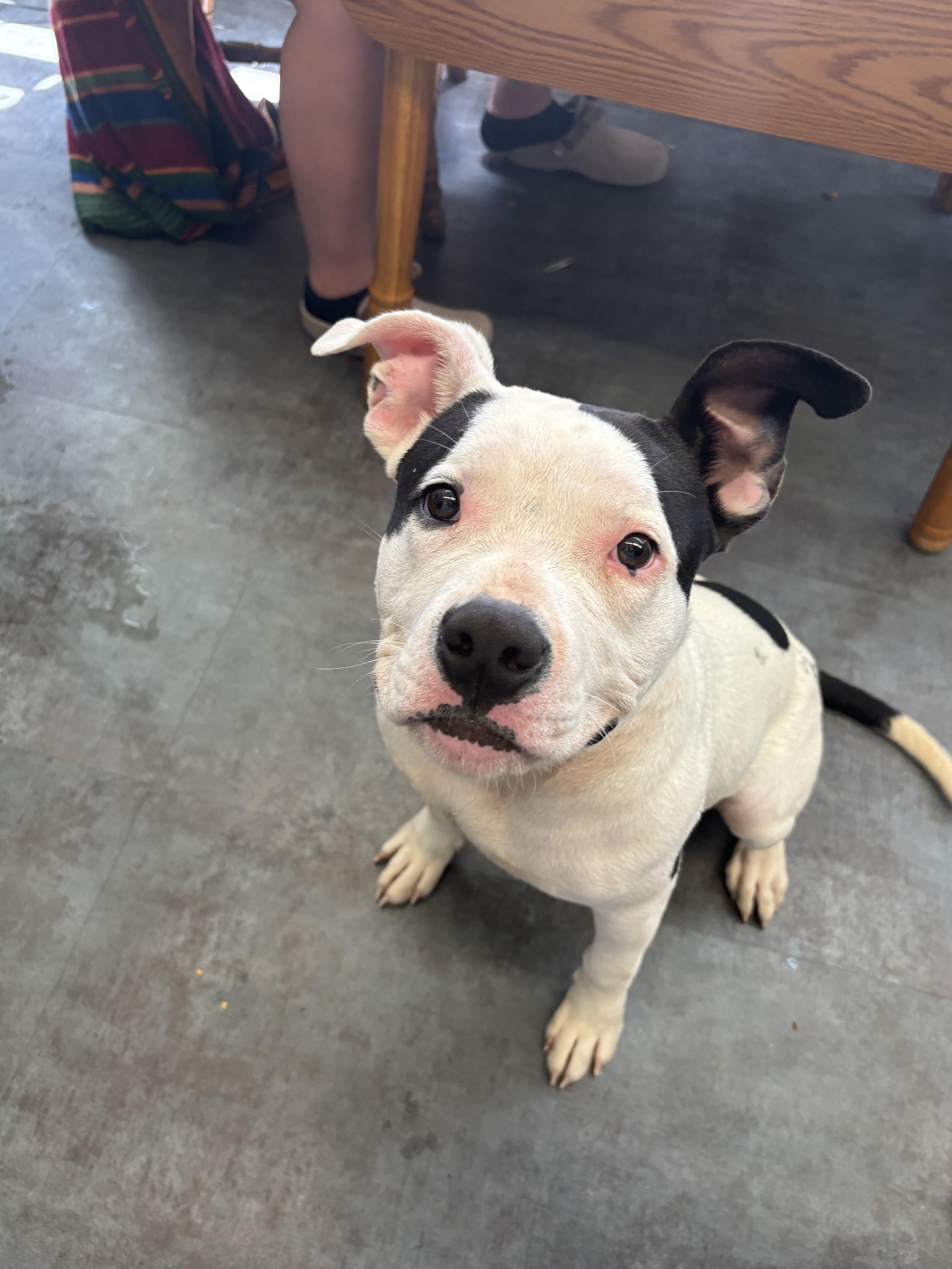 A young large-sized male Pit Bull Terrier dog named Kane for adoption in Hermitage, PA
