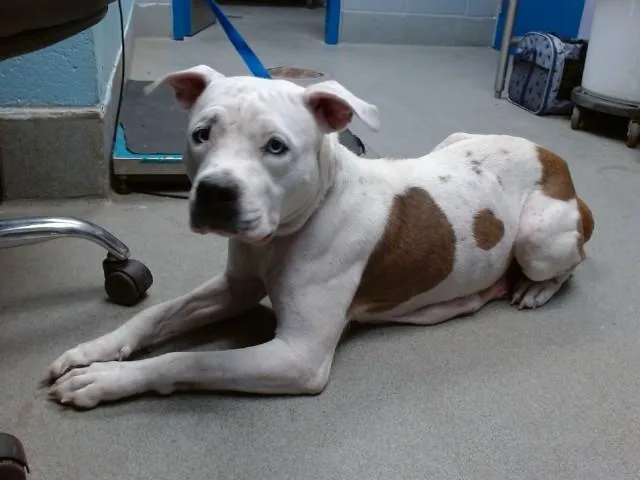 A young large-sized female Pit Bull Terrier dog named Corazon for adoption in Albuquerque, NM