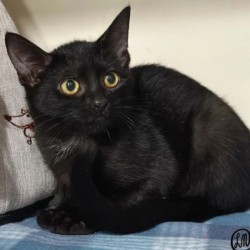 A baby medium-sized female Black Domestic Short Hair cat named Soot for adoption in Victor, NY