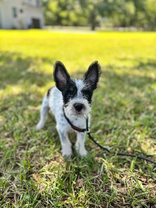 A baby small-sized male Jack Russell Terrier dog named King for adoption in Aiken, SC