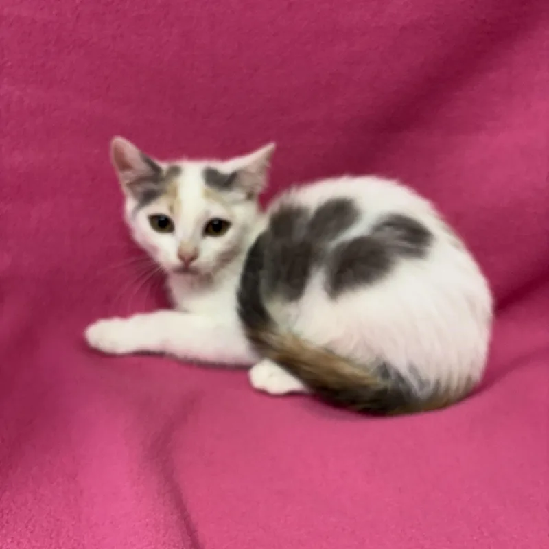 A baby medium-sized female White Domestic Short Hair cat named Banana for adoption in Valdosta, GA