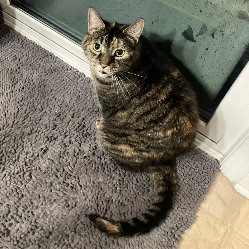 A senior small-sized female Calico Domestic Short Hair cat named Millie for adoption in Newark, NJ