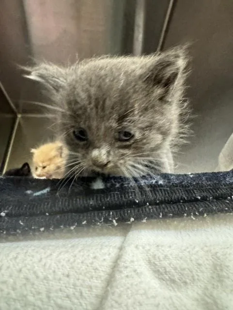 A baby small-sized male Domestic Short Hair cat named Calcetines for adoption in Fremont, CA