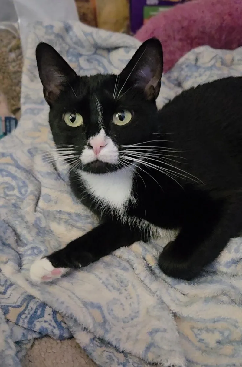 A young medium-sized female Black Domestic Short Hair cat named Suki for adoption in Manassas, VA