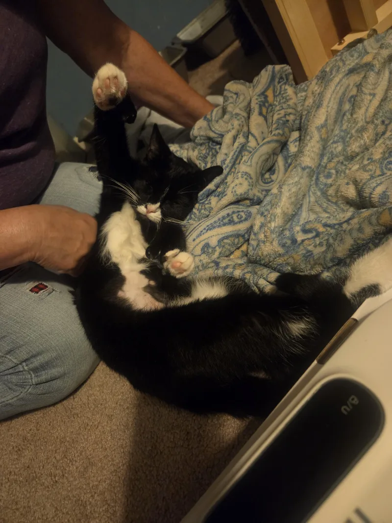Suki thumbnail 4
