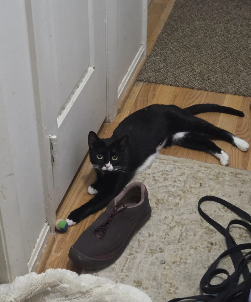 Suki thumbnail 5