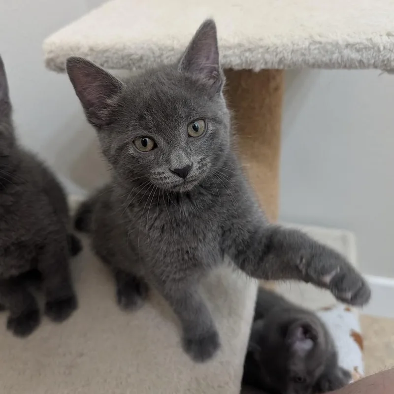A baby small-sized female Gray / Blue / Silver Domestic Short Hair cat named Panda for adoption in Columbia, MO