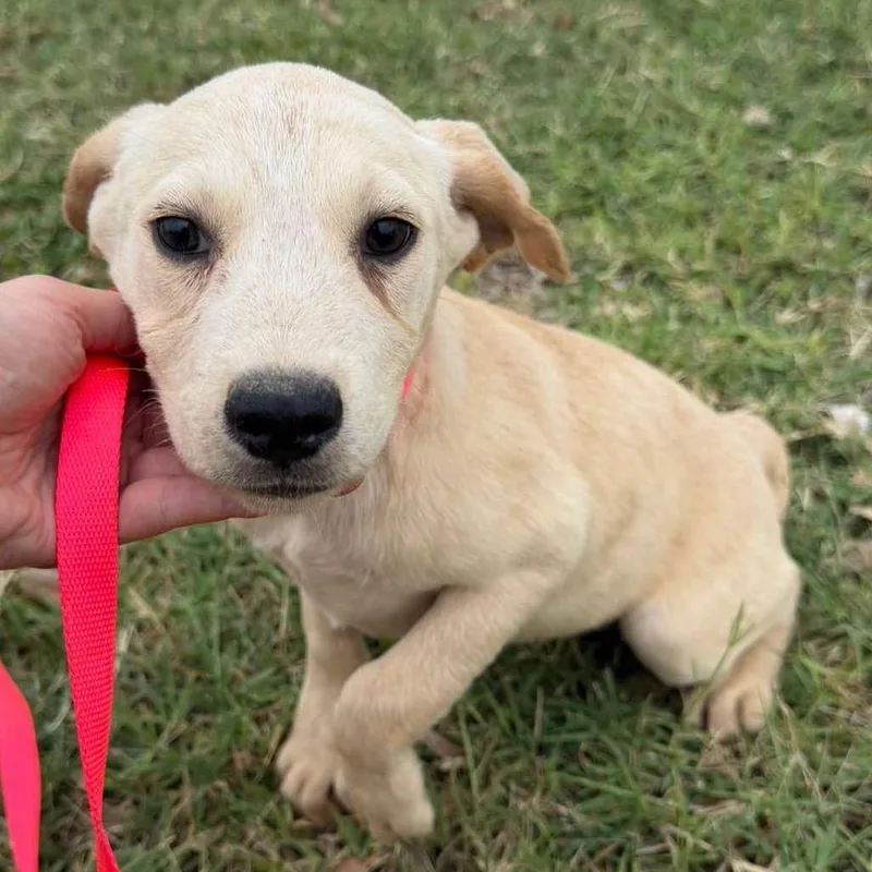 A baby medium-sized female Golden Australian Cattle Dog / Blue Heeler dog named Aurora for adoption in Aledo, TX