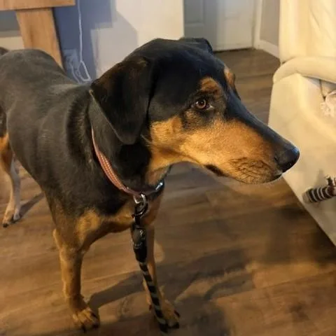 Kona Mae