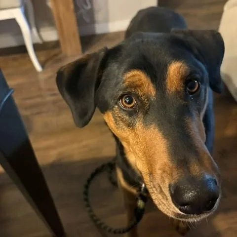 Kona Mae thumbnail 3