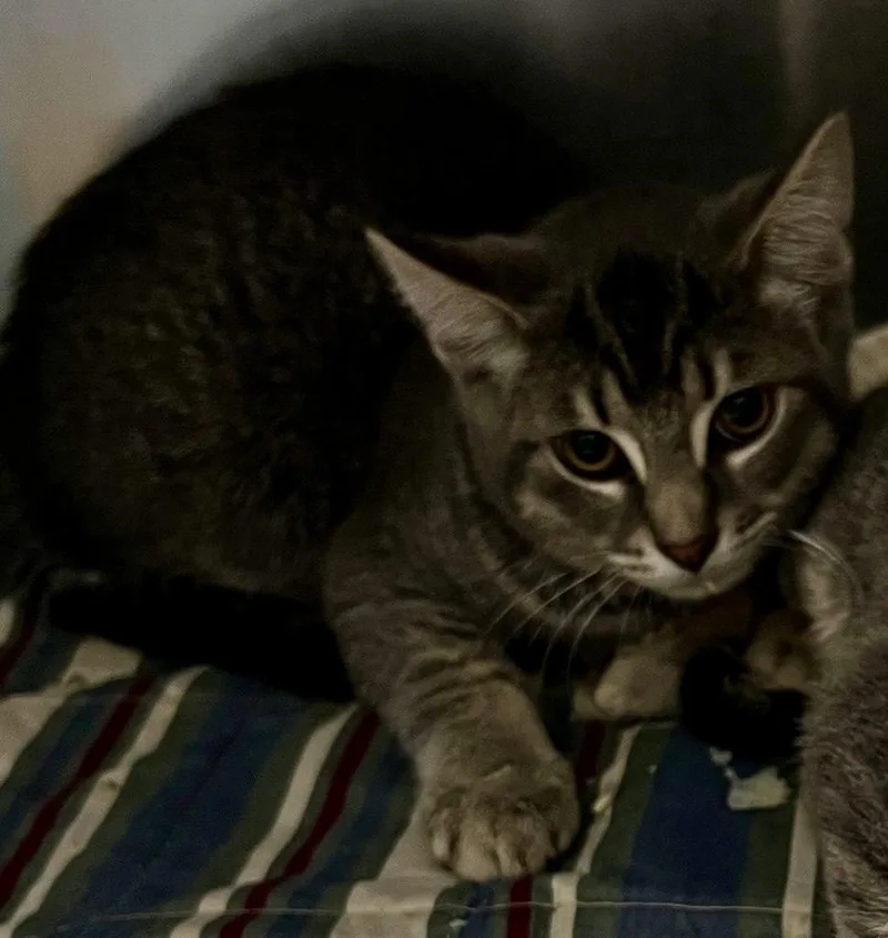 A baby medium-sized male Tabby (Gray / Blue / Silver) Domestic Short Hair cat named Odin for adoption in Culpeper, VA