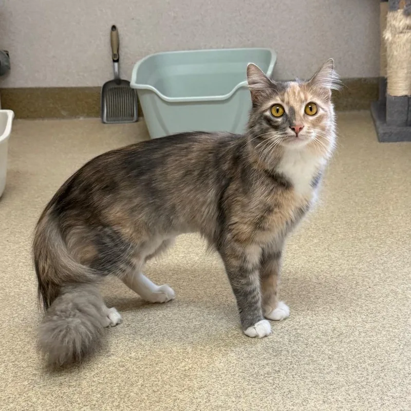 Purrla