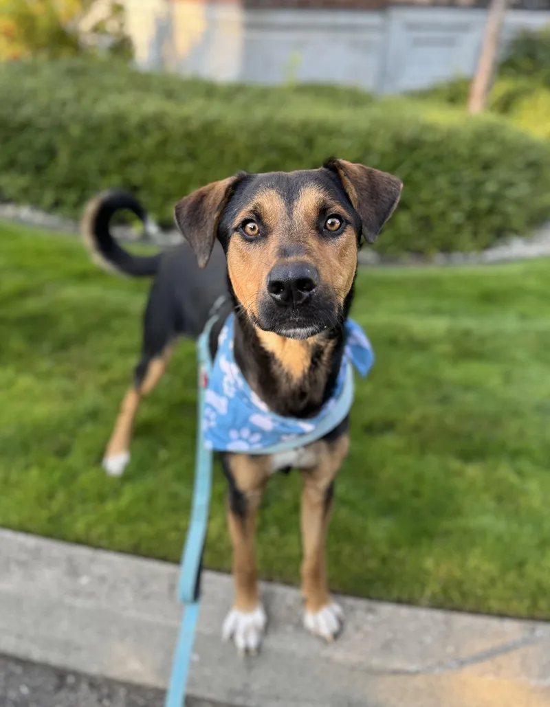 A young extra large-sized male Bicolor Rhodesian Ridgeback dog named Miso for adoption in lynnwood , WA
