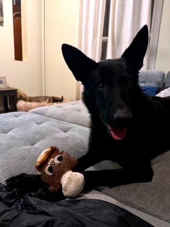 An adult large-sized male Black German Shepherd Dog dog named Bruno for adoption in Bedford Hills, NY