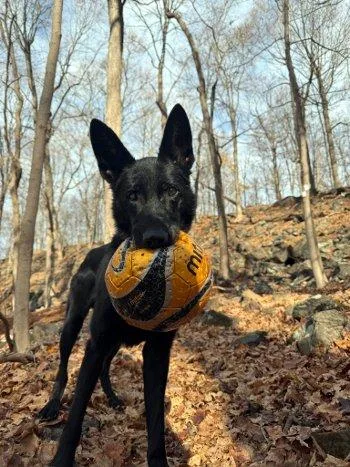 Bruno thumbnail 4