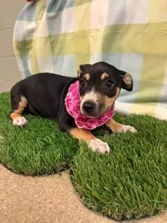A baby medium-sized female Tricolor (Brown, Black, & White) American Staffordshire Terrier dog named Rosalina for adoption in Visalia, CA