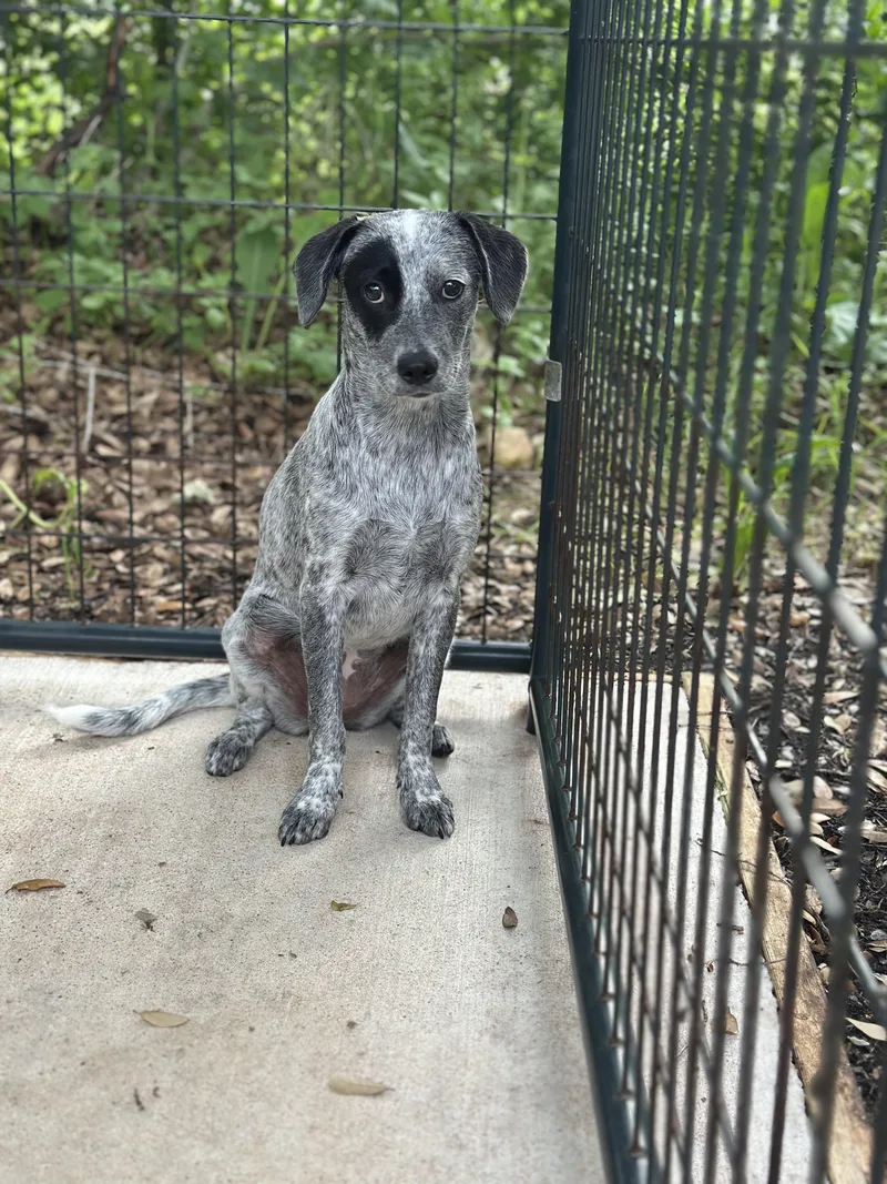 A young medium-sized female Tricolor (Brown, Black, & White) Australian Cattle Dog / Blue Heeler dog named Marlie for adoption in Norfolk, MA