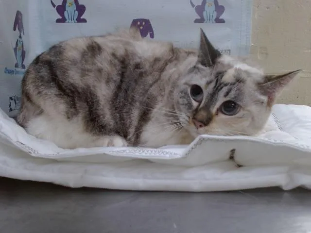 An adult small-sized female Siamese cat named Coco for adoption in Orlando, FL