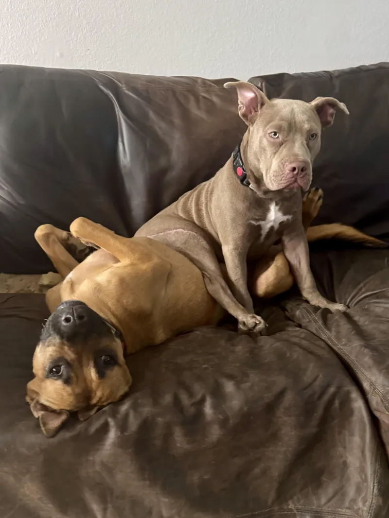A young medium-sized female Gray / Blue / Silver American Staffordshire Terrier dog named Gigi for adoption in Thousand Oaks, CA