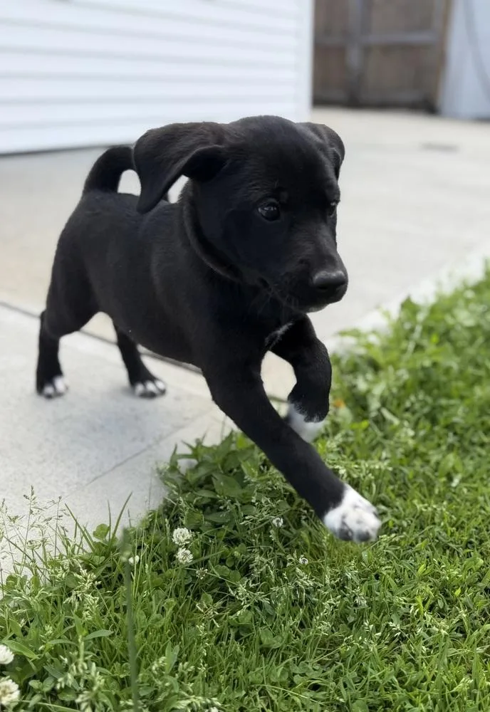 A baby large-sized female Tricolor (Brown, Black, & White) Labrador Retriever dog named Connecticut : Meriden for adoption in Aurora, IN