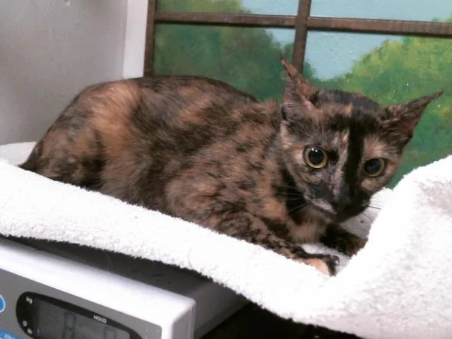 A young medium-sized female Domestic Short Hair cat named Honey Dee for adoption in Houston, TX