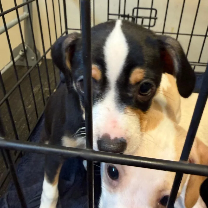 A baby small-sized female Yellow / Tan / Blond / Fawn Chihuahua dog named Jellybean for adoption in Wilmington, DE