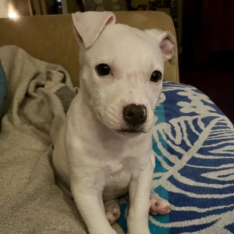 A baby medium-sized female White / Cream Bull Terrier dog named Josie for adoption in Cordova, TN