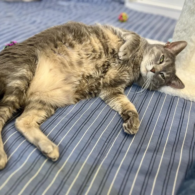 An adult large-sized male Buff / Tan / Fawn Domestic Short Hair cat named Mishkin for adoption in Bedford, NH