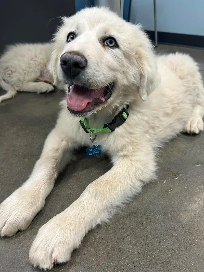 A baby extra large-sized male Great Pyrenees dog named Nimbus for adoption in Mesa, AZ