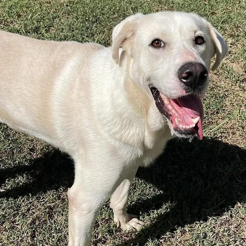 An adult large-sized female Labrador Retriever dog named Sadie for adoption in Fort Payne, AL