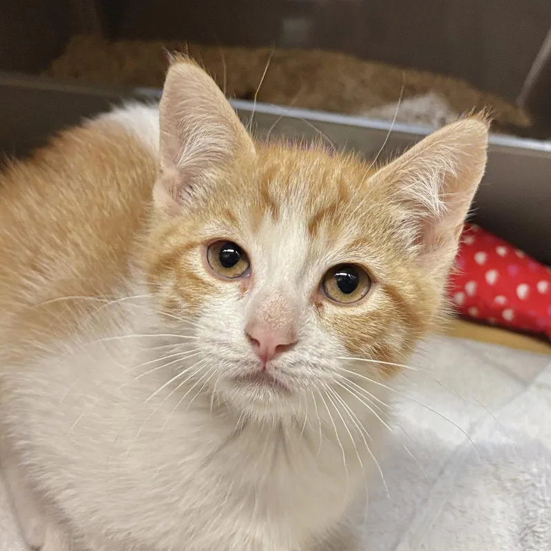 A baby medium-sized female Orange & White Domestic Short Hair cat named Muse for adoption in Sonora, CA
