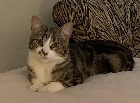 A young medium-sized female Tabby (Gray / Blue / Silver) Domestic Short Hair cat named Alice for adoption in Toledo, OH