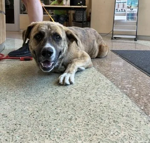 A young large-sized male Mastiff dog named Gio for adoption in Riverside, CA