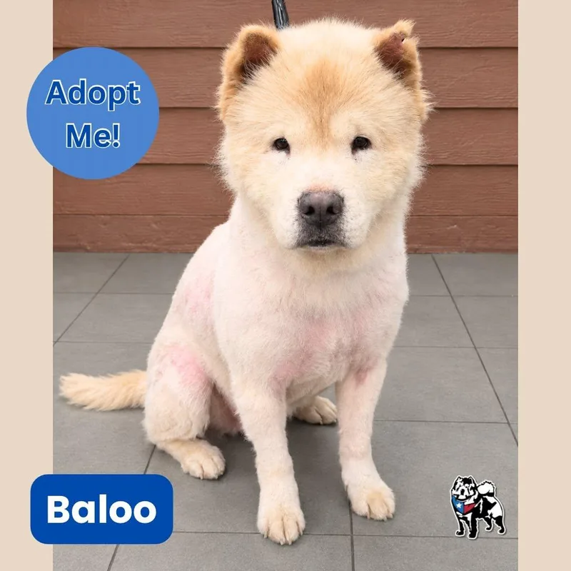 Baloo thumbnail 3